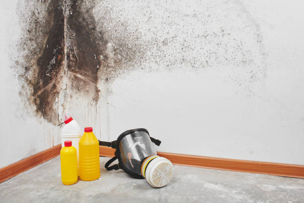 Trusted Wills Point, TX Mold Removal Experts