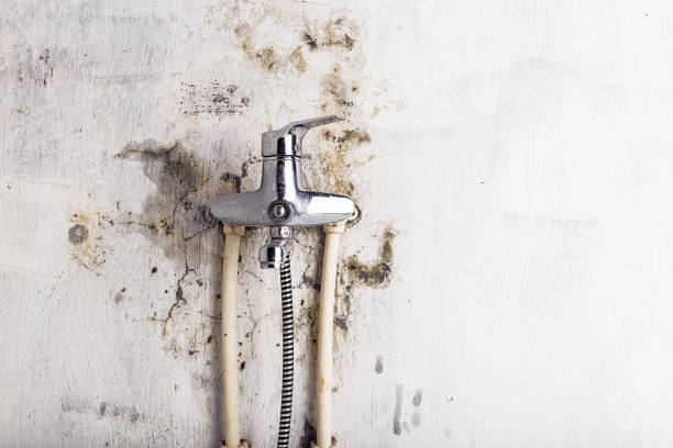 Best Professional Mold Removal  in Wills Point, TX