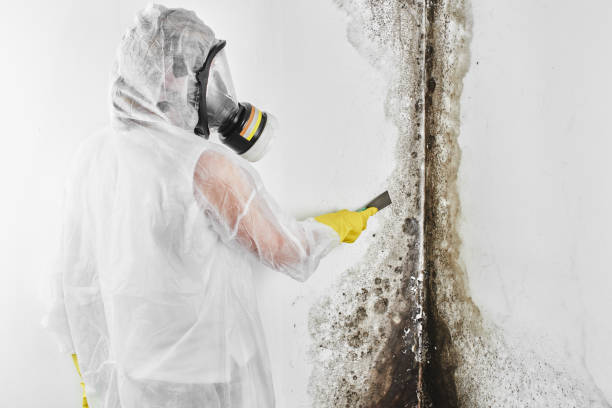 Certified Mold Removal in Wills Point, TX