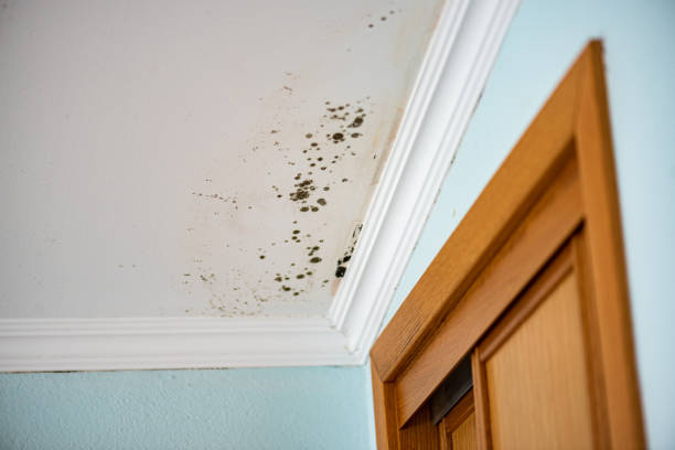 Best Toxic Mold Removal  in Wills Point, TX