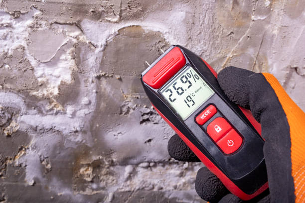 Best Local Mold Removal Service  in Wills Point, TX
