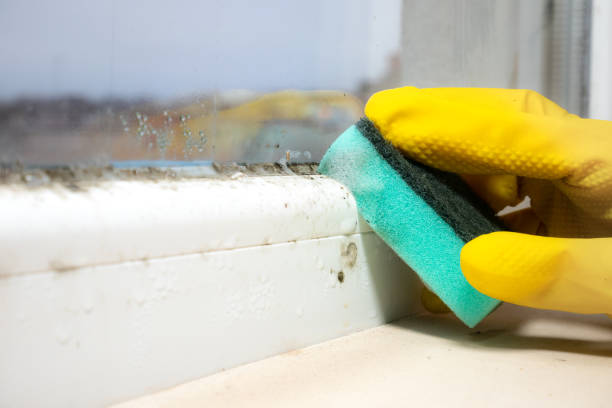 Best Home Mold Removal  in Wills Point, TX