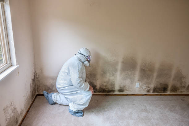 Best Certified Mold Removal  in Wills Point, TX