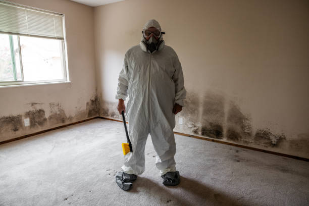 Best Mold Damage Repair  in Wills Point, TX