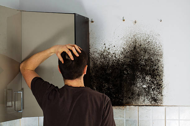 Best Commercial Mold Removal  in Wills Point, TX